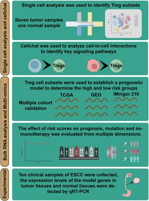 Deciphering Treg cell roles in esophageal squamous cell carcinoma: a comprehensive prognostic and immunotherapeutic analysis